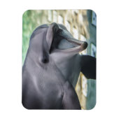 Magnet Flexible Images Getty | Dauphin (Vertical)