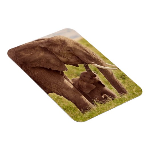 Magnet Flexible Images Getty | Elephant & bébé (Côté Droit)