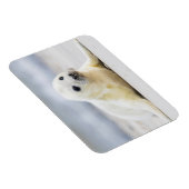 Magnet Flexible Images Getty | Phoque bébé (Côté Droit)