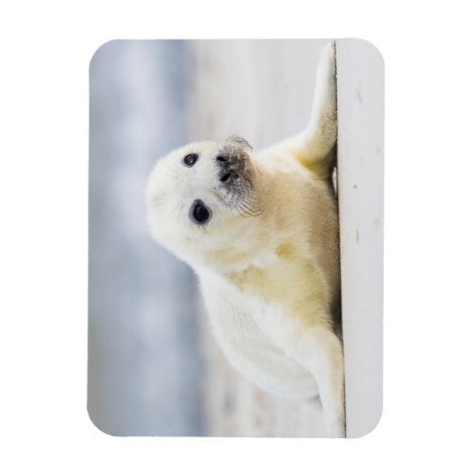 Magnet Flexible Images Getty | Phoque bébé (Vertical)