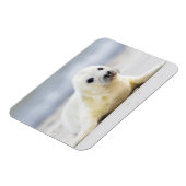 Magnet Flexible Images Getty | Phoque bébé (Côté Gauche)