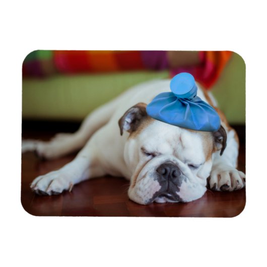 Magnet Flexible Images Getty | Sick Young Puppy (Horizontal)