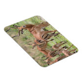 Magnet Flexible Impala dans le delta de l'Okavango (Côté Droit)