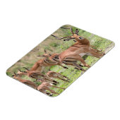 Magnet Flexible Impala dans le delta de l'Okavango (Côté Gauche)