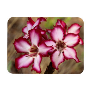 Magnet Flexible Impala Lily (Adenium Multiflorum), Kruger