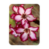 Magnet Flexible Impala Lily (Adenium Multiflorum), Kruger (Vertical)