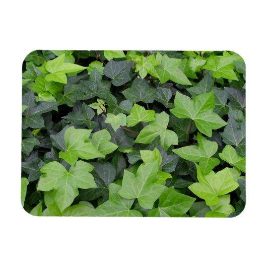 Magnet Flexible Impression botanique verte Ivy (Horizontal)