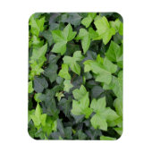 Magnet Flexible Impression botanique verte Ivy (Vertical)