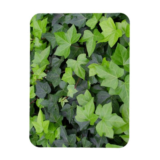 Magnet Flexible Impression botanique verte Ivy (Vertical)