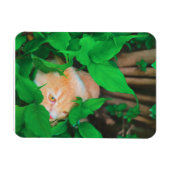 Magnet Flexible Impression de phot du chat de point de vue mignon (Horizontal)