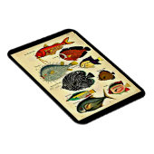 Magnet Flexible impression de poisson d'époque (Côté Droit)