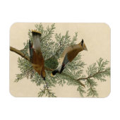 Magnet Flexible Impression d'oiseau de John James Audubon Jaseur b (Horizontal)