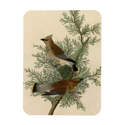 Magnet Flexible Impression d'oiseau de John James Audubon Jaseur b (Vertical)