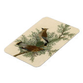 Magnet Flexible Impression d'oiseau de John James Audubon Jaseur b (Côté Gauche)