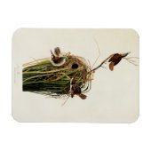 Magnet Flexible Impression d'oiseau Troglodyte des marais de John (Horizontal)
