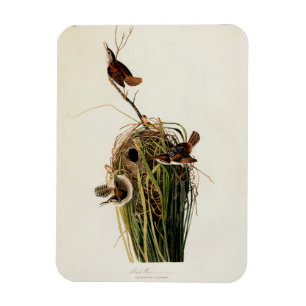 Magnet Flexible Impression d'oiseau Troglodyte des marais de John 