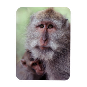 Magnet Flexible Indonésie, Bali, Ubud, Macaque à longue queue