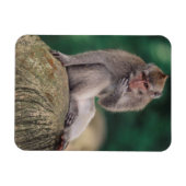 Magnet Flexible Indonésie, Bali, Ubud, Macaque à longue queue (Horizontal)