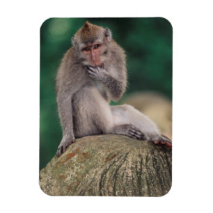 Magnet Flexible Indonésie, Bali, Ubud, Macaque à longue queue