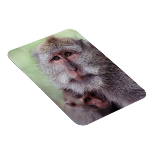 Magnet Flexible Indonésie, Bali, Ubud, Macaque à queue longue (Côté Droit)
