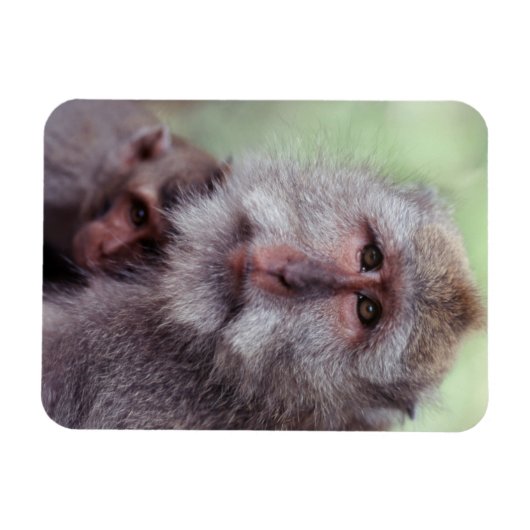 Magnet Flexible Indonésie, Bali, Ubud, Macaque à queue longue (Horizontal)