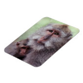 Magnet Flexible Indonésie, Bali, Ubud, Macaque à queue longue (Côté Gauche)