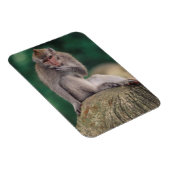 Magnet Flexible Indonésie, Bali, Ubud, Macaque à queue longue (Côté Droit)