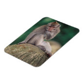 Magnet Flexible Indonésie, Bali, Ubud, Macaque à queue longue (Côté Gauche)