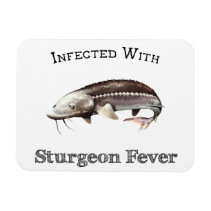 Magnet Flexible Infecté Par La Fièvre D'Esturgeon