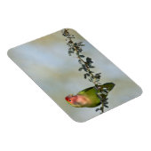 Magnet Flexible Inséparable à visage rose sur une branche. (Côté Droit)