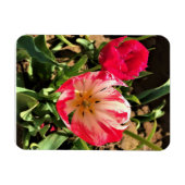 Magnet Flexible Inside a Pink et White Tulip (Horizontal)