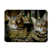 Inspiration - Tous les chats sont uniques