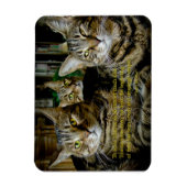 Magnet Flexible Inspiration - Tous les chats sont uniques (Vertical)