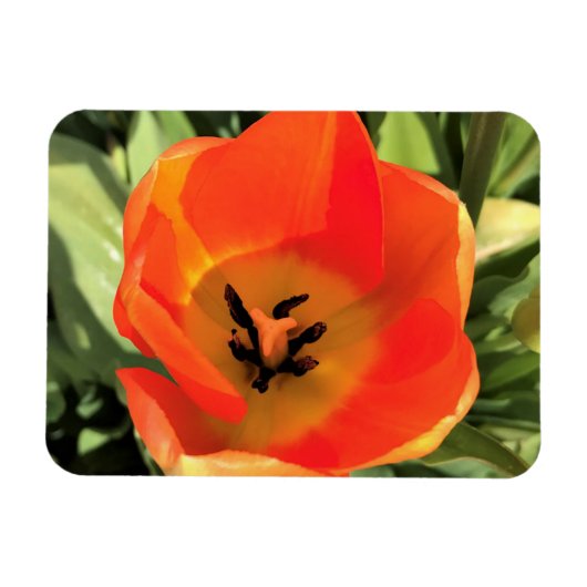 Magnet Flexible Intérieur de la tulipe orange (Horizontal)
