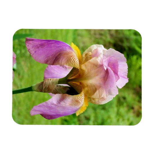 Magnet Flexible Iris à poils (Horizontal)