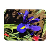 Magnet Flexible Iris à Tulip Field, Woodburn, Oregon (Horizontal)