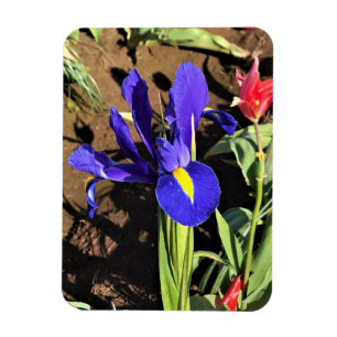 Magnet Flexible Iris à Tulip Field, Woodburn, Oregon