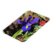 Magnet Flexible Iris à Tulip Field, Woodburn, Oregon (Côté Gauche)