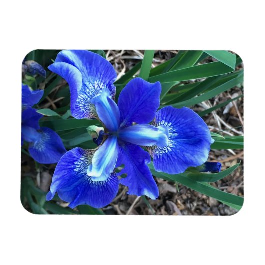 Magnet Flexible Iris bleu (Horizontal)