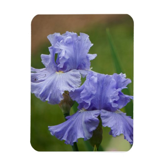 Magnet Flexible Iris Délice (Vertical)