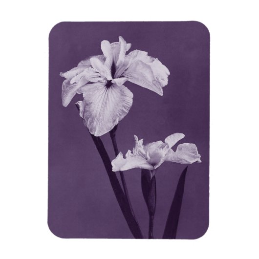 Magnet Flexible Iris Fine Art (Vertical)