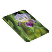 Magnet Flexible Iris Violet Dans Le Soleil (Côté Droit)