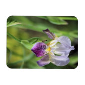 Magnet Flexible Iris Violet Dans Le Soleil (Horizontal)
