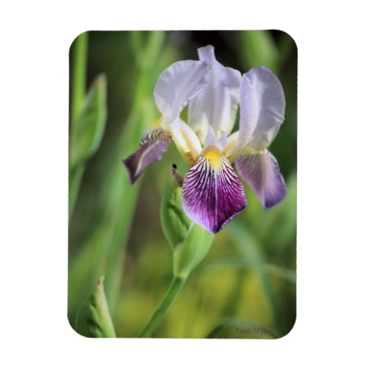 Magnet Flexible Iris Violet Dans Le Soleil (Vertical)