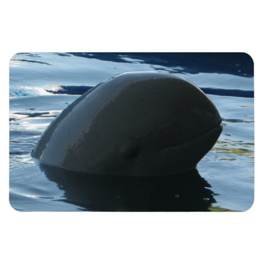 Magnet Flexible Irrawaddy Dolphin Peek-A-Boo (Horizontal)