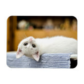 Magnet Flexible Irrésistible...chatte adorable et énorme (Horizontal)