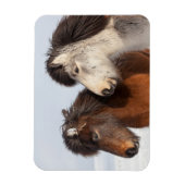 Magnet Flexible Islandais Profil de cheval, Islande (Vertical)
