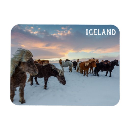 Magnet Flexible Islande Chevaux sauvages photo Voyage (Horizontal)