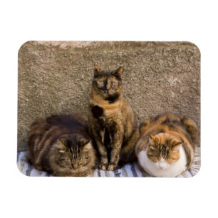Magnet Flexible Italie, Cinque Terre, Vernazza. Trois chats