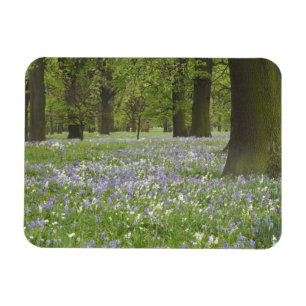 Magnet Flexible Jacinthes et chênes au printemps, Little Hagley